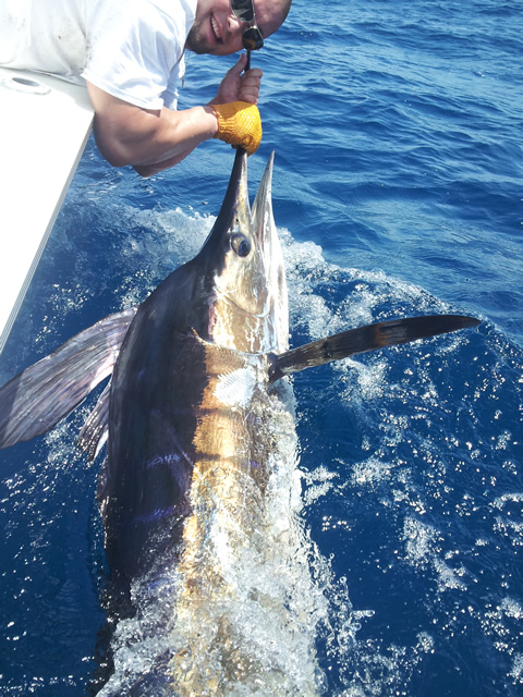 ANGLER: Dale Bradshaw SPECIES: Striped Marlin  WEIGHT: Est. 80 Kg LURE: JB Lures, Pink Chook